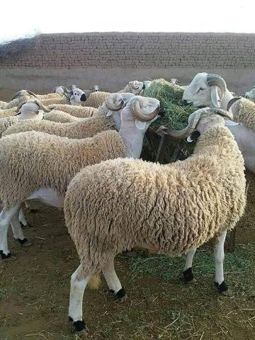 خروف العيد الدار البيضاء، المحمدية، الرباط